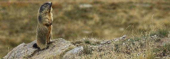 Marmotta - foto Giuseppe Roux Poignant