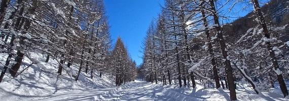 Parco Val Troncea Foto Albe Meirone