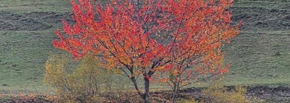 Foliage- Ciliegio in autunno Foto Silvia Alberti