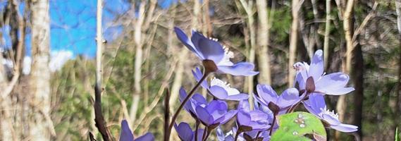 Anemone epatica - Simona Molino