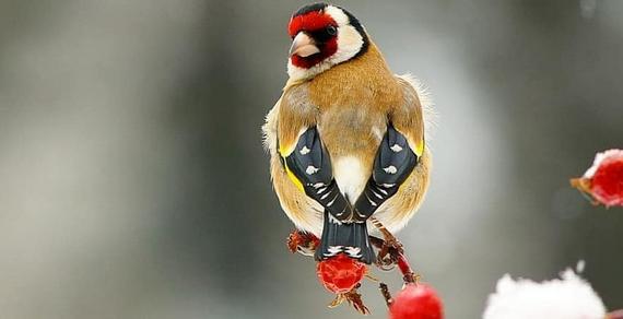 Cardellino - Carduelis carduelis Foto Paolo Marre