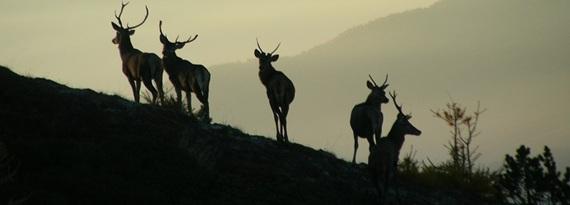Cervi sul crinale del Monte Genevris - Foto Massimo Rosso del Gran Bosco di Salbertrand