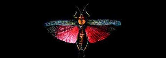 Mostra Insecta XXl