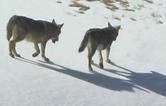 5 gennaio Fenestrelle Escursione "Sulle tracce del lupo" 