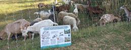 Progetto Life wolfalps.eu: Nuovi cartelli per segnalare la presenza dei cani da guardiania