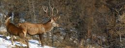 Ascoltare il bramito del cervo con le escursioni guidate nei Parchi Alpi Cozie
