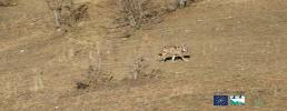 Catturato, infertilizzato e ri-immesso in natura un ibrido lupo-cane nei Parchi delle Alpi Cozie