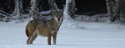 Ho visto un lupo! Fauna selvatica e turismo durante le vacanze natalizie