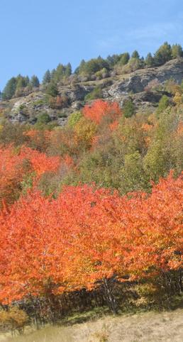 Perchè in autunno le foglie cambiano colore?