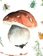 Rischi e piaceri della stagione dei funghi