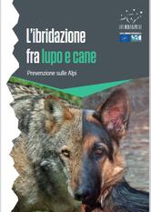 Ibridazione: una minaccia per la conservazione del lupo nelle Alpi 