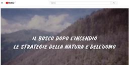 5 video della Regione Piemonte per raccontare il bosco