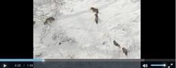 Il video dei lupi nella neve di Civitella Alfadena (AQ) ripostato nei luoghi più diversi