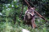19 aprile 2017 - A Giaveno: Il ritorno del lupo, una convivenza possibile