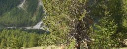 Alberi monumentali nei Parchi delle Alpi Cozie