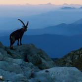 2 giugno a Borgata Argiassera - Bussoleno "La biodiversita’ delle praterie alpine nelle Alpi Occidentali: gli Stambecchi"